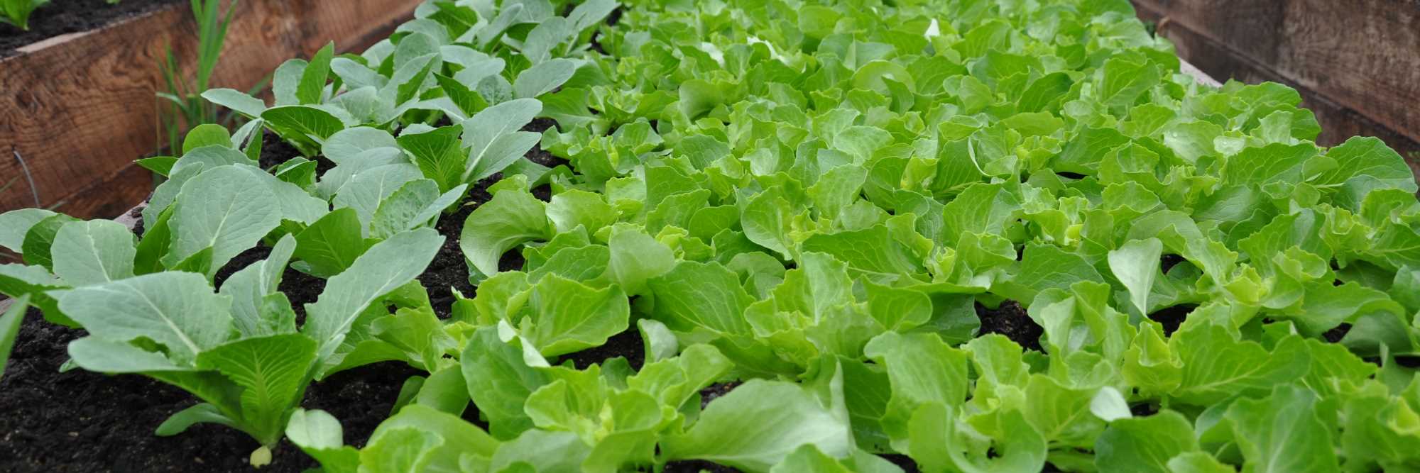 Greenhouse Lettuce